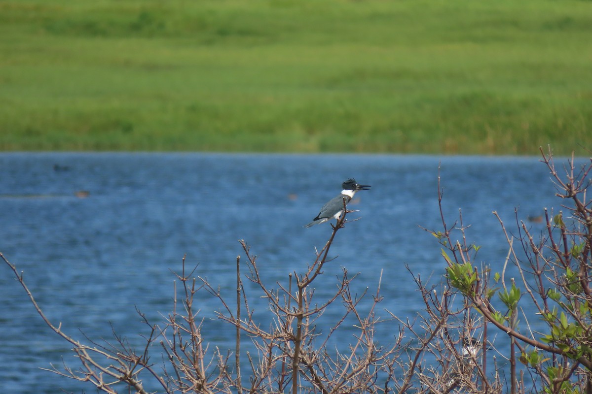 Belted Kingfisher - ML625572525