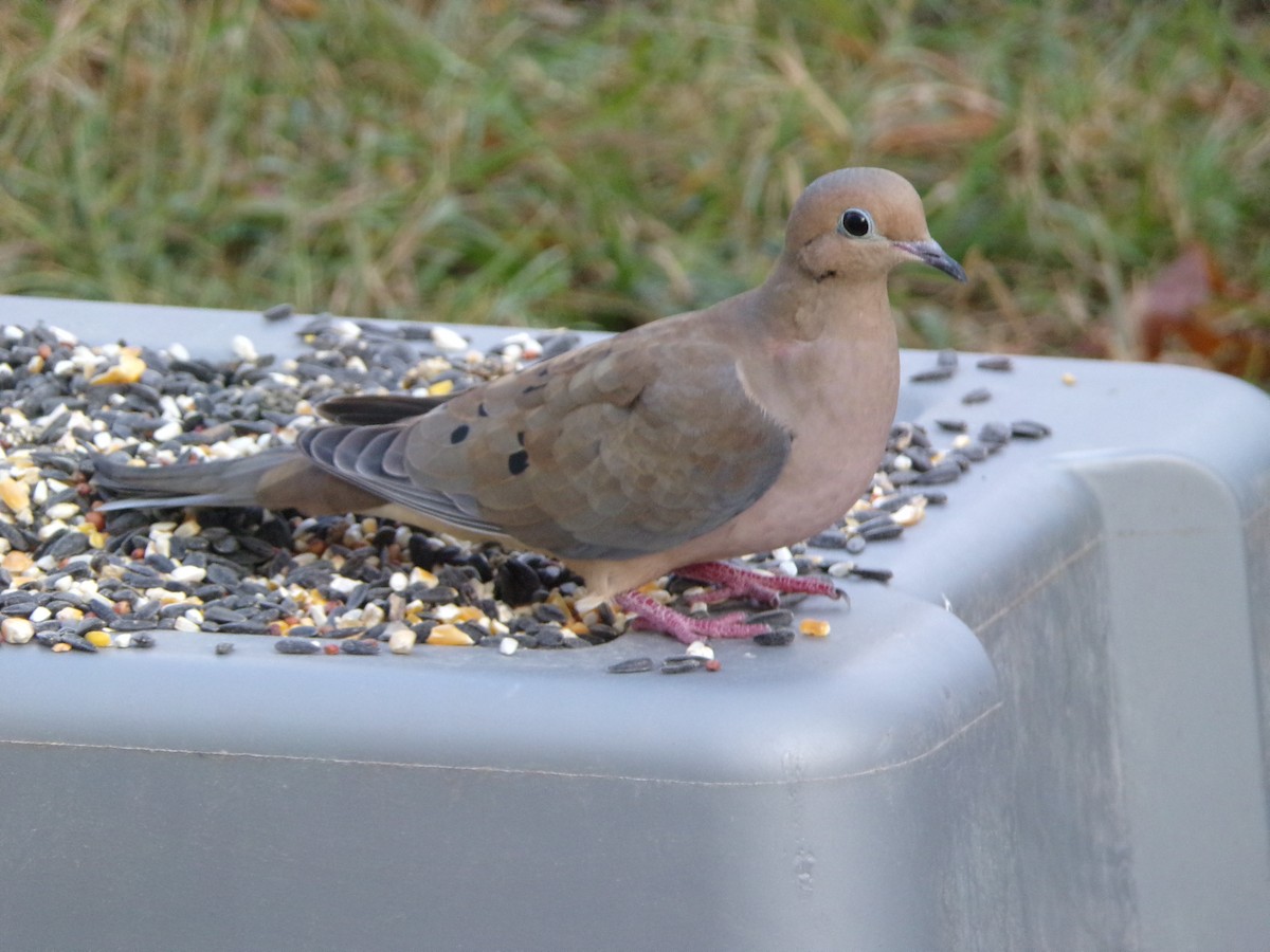 Mourning Dove - Texas Bird Family