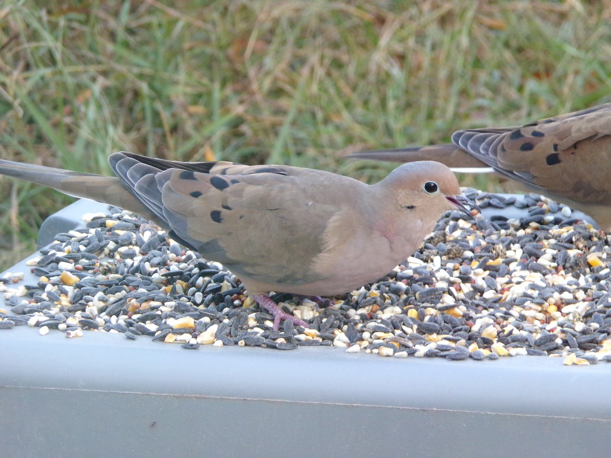 Mourning Dove - Texas Bird Family