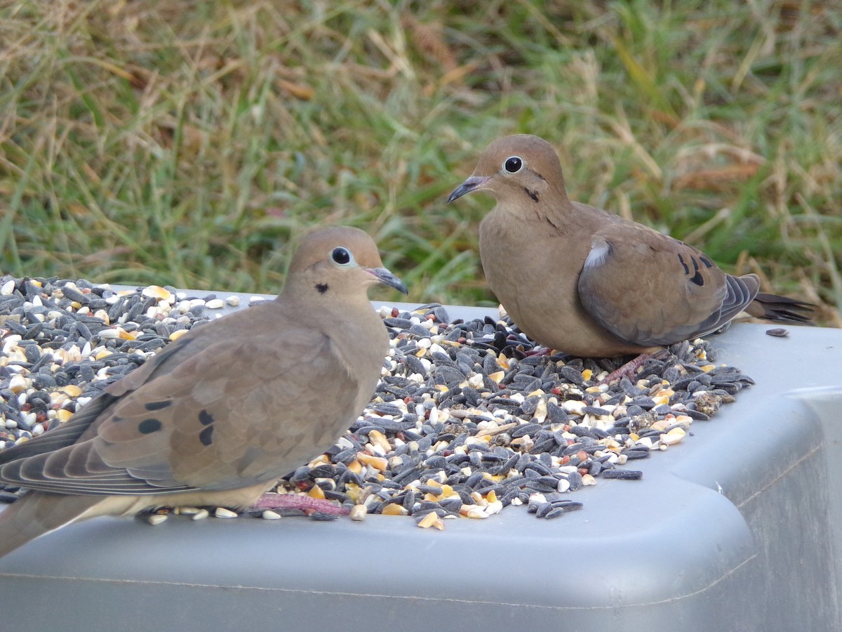 Mourning Dove - Texas Bird Family