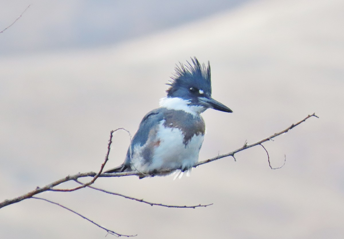 Belted Kingfisher - ML625572661