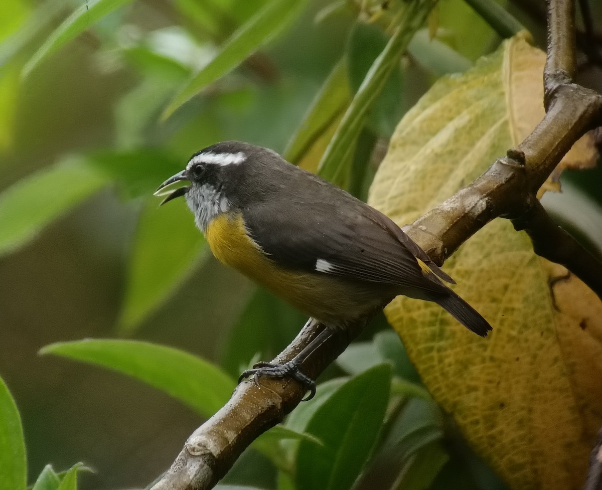 Bananaquit - ML625572672