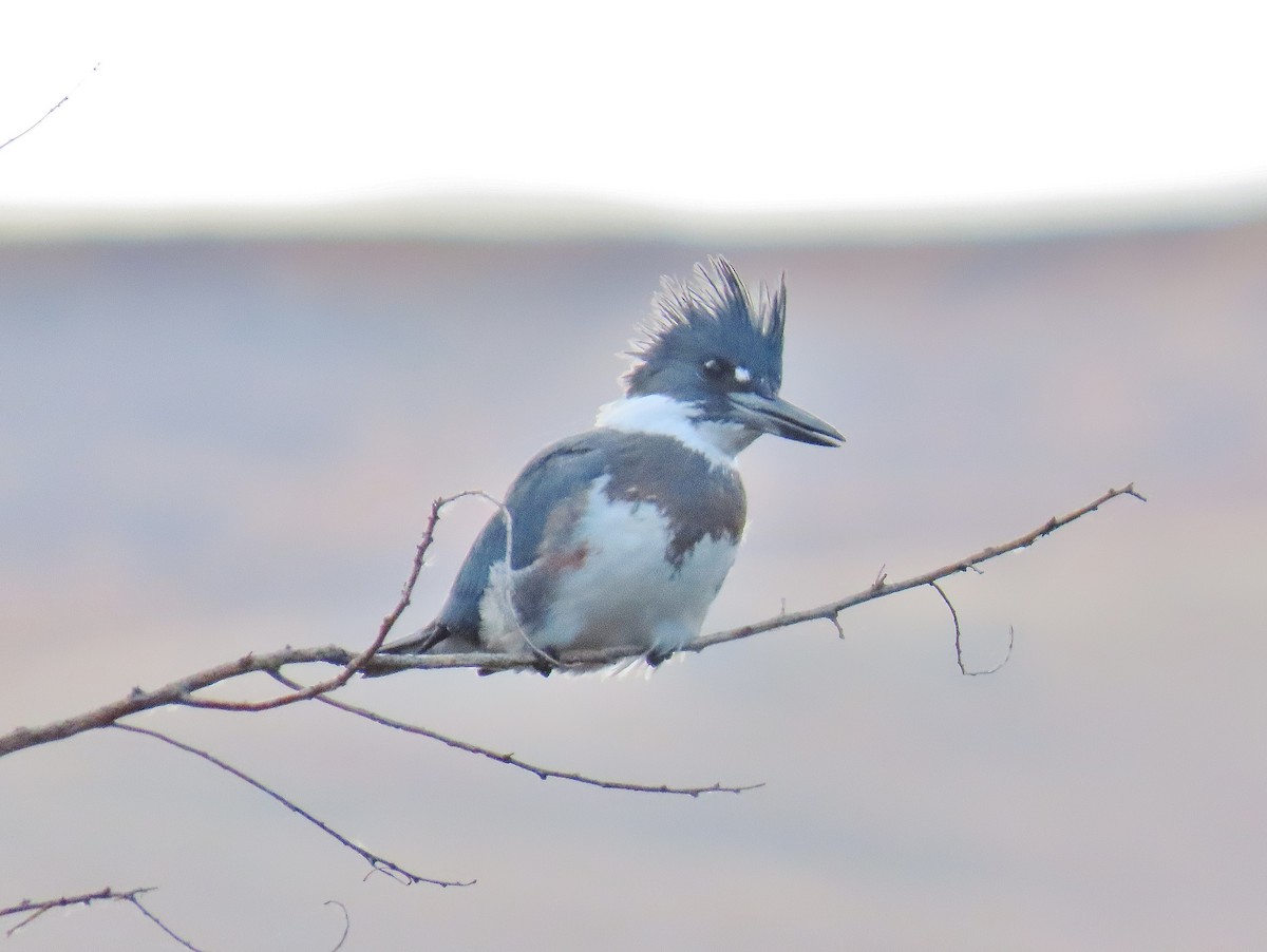 Belted Kingfisher - ML625572679