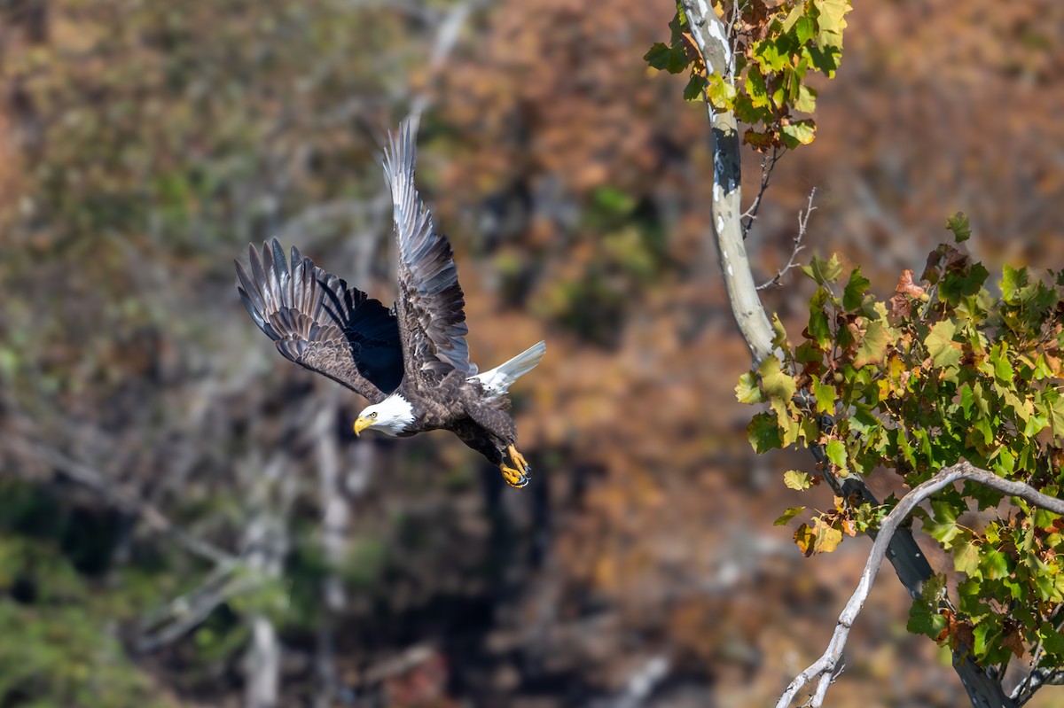 Bald Eagle - Joe Mahaffey