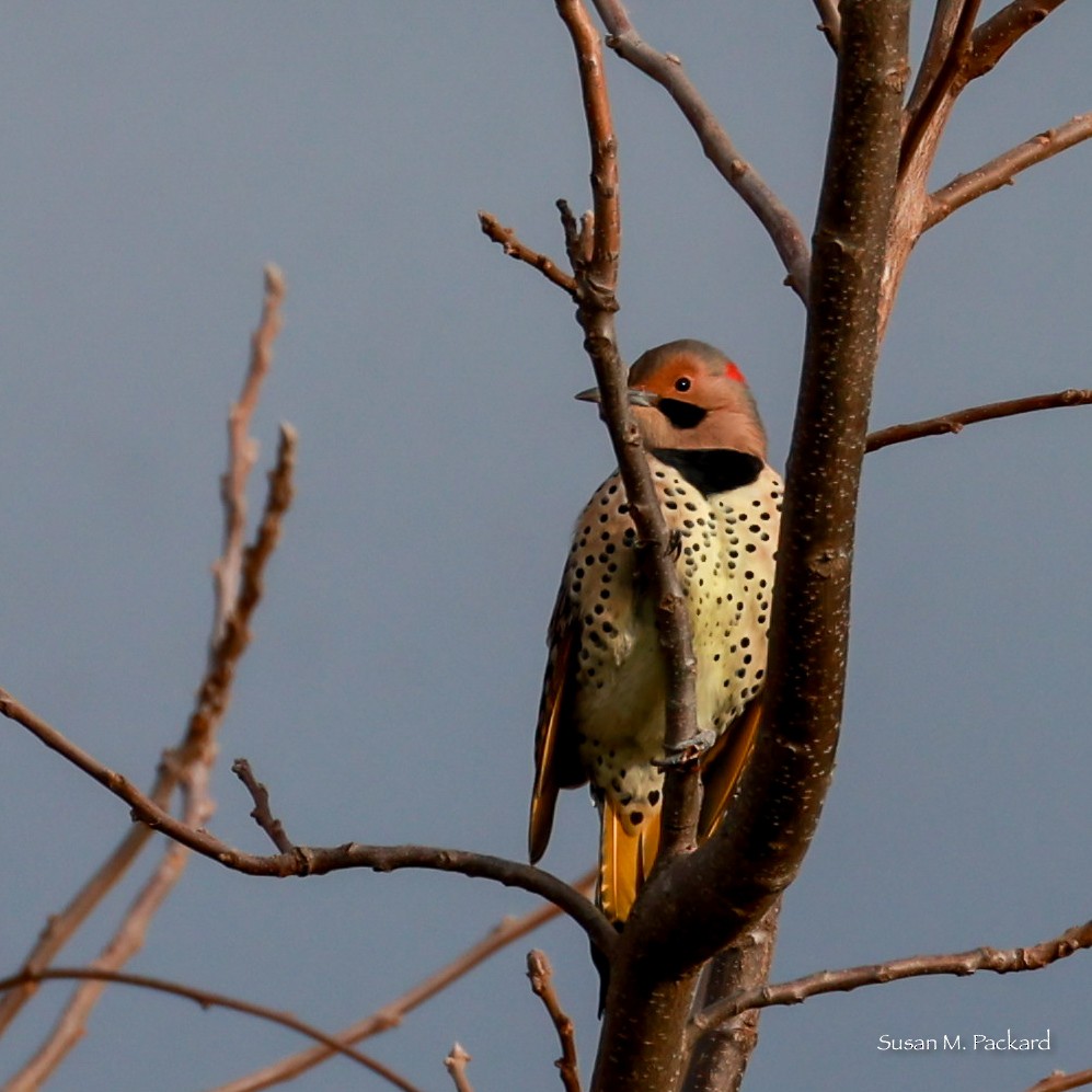 Northern Flicker - ML625572753