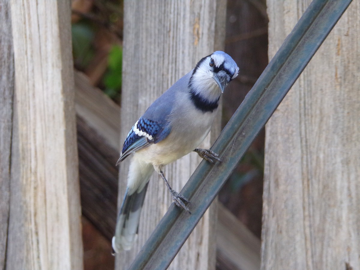 Blue Jay - ML625572775