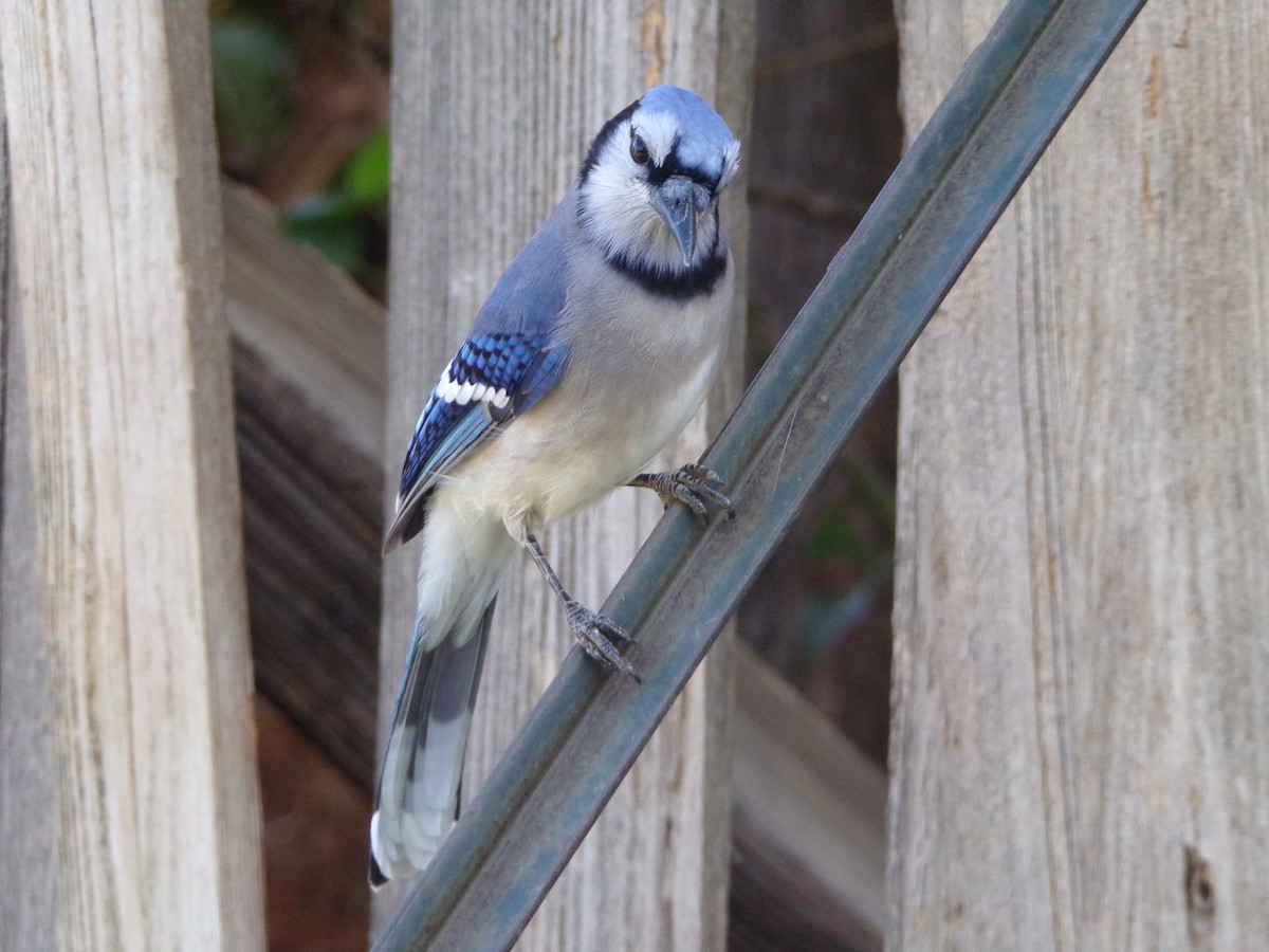 Blue Jay - ML625572776