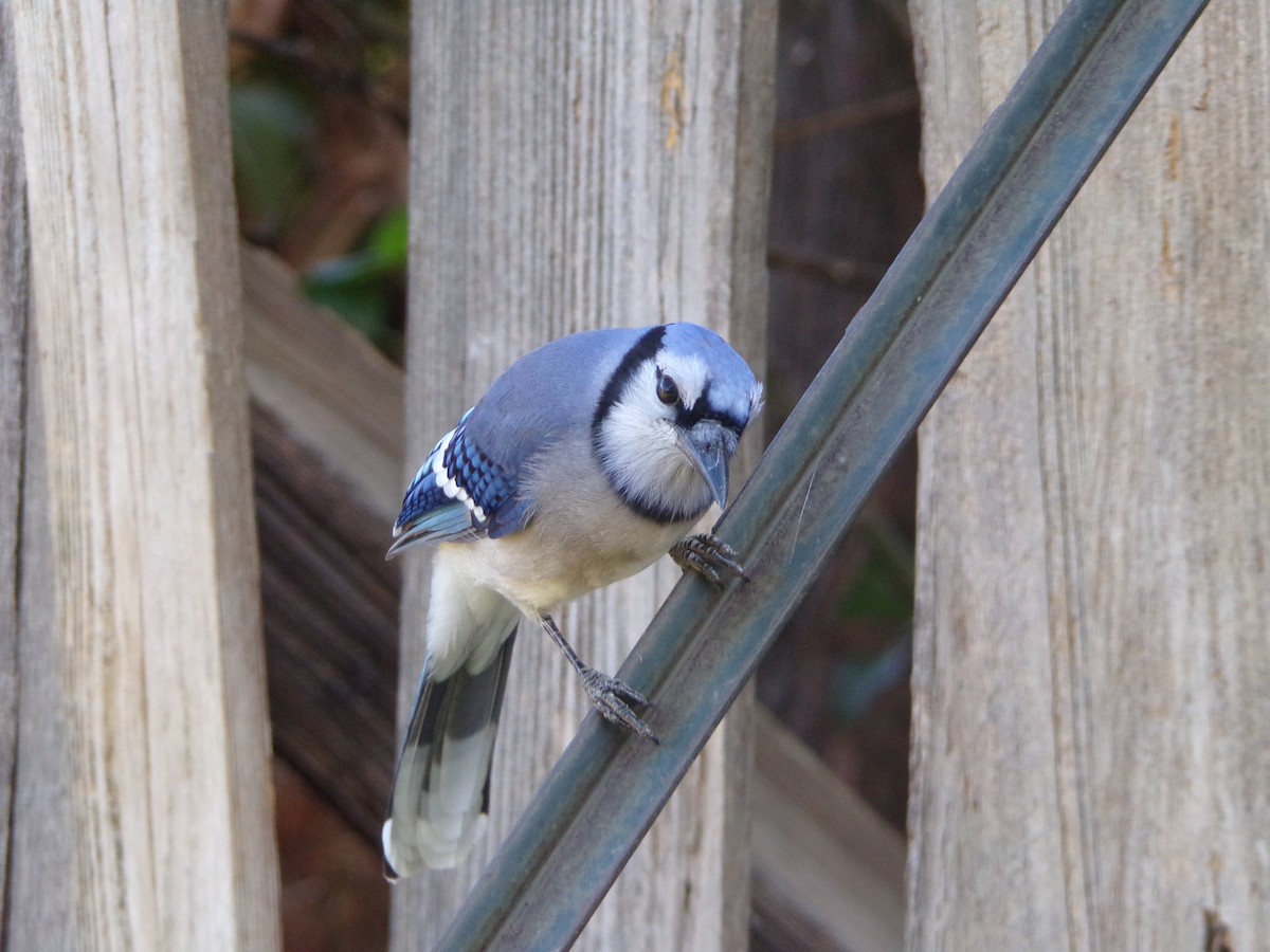 Blue Jay - ML625572777