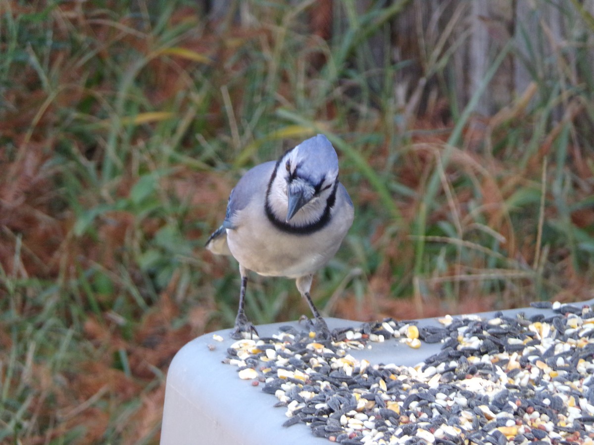 Blue Jay - ML625572778