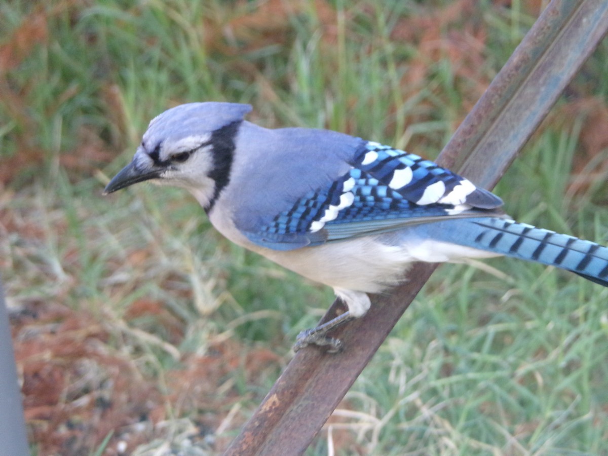 Blue Jay - ML625572780