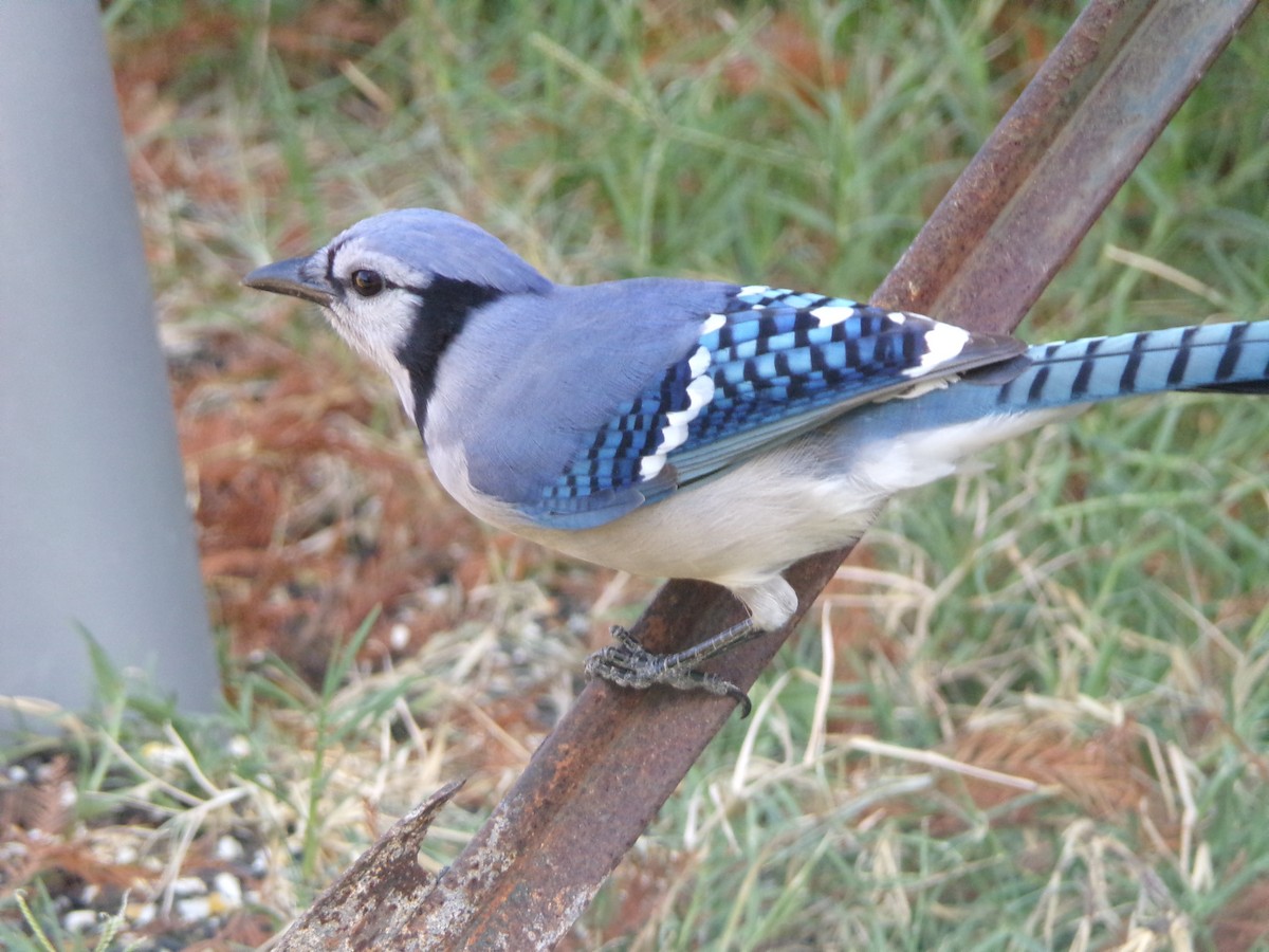 Blue Jay - ML625572781