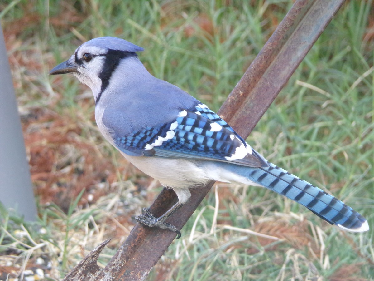 Blue Jay - Texas Bird Family