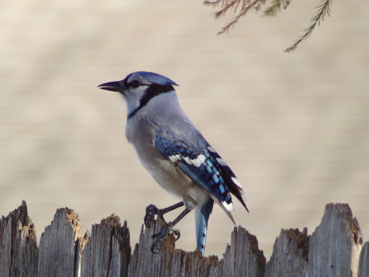 Blue Jay - ML625572783