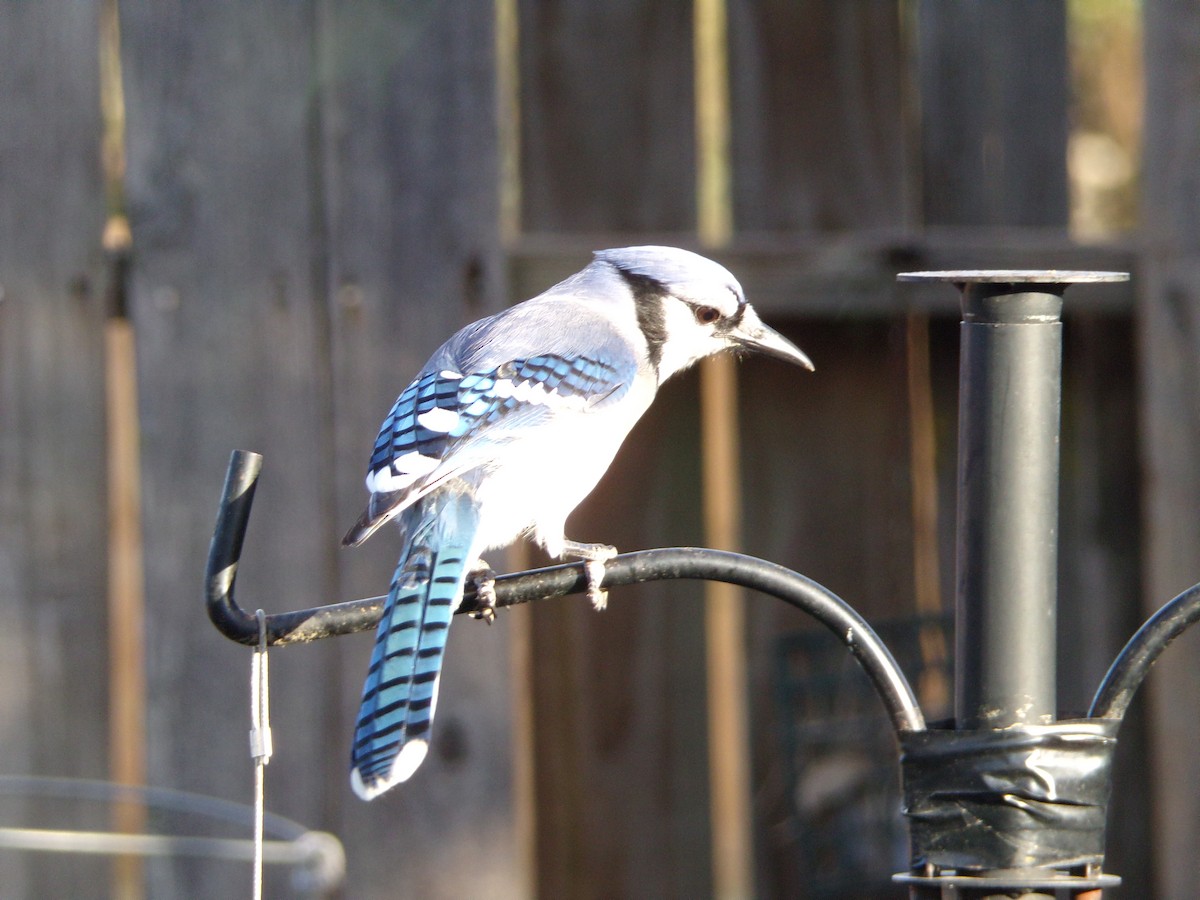 Blue Jay - ML625572785