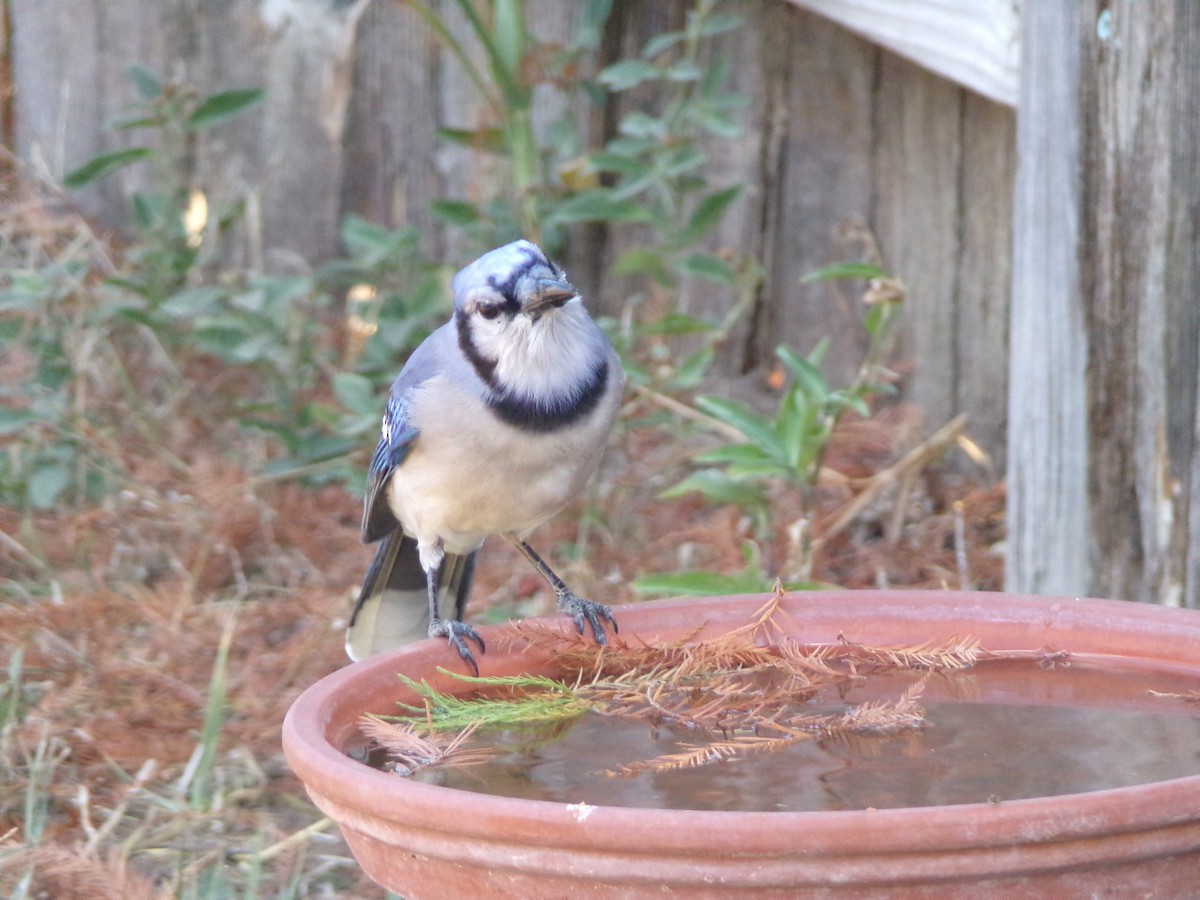 Blue Jay - ML625572786