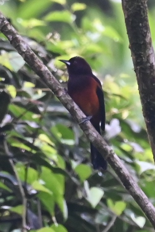 Martinique Oriole - ML625572801