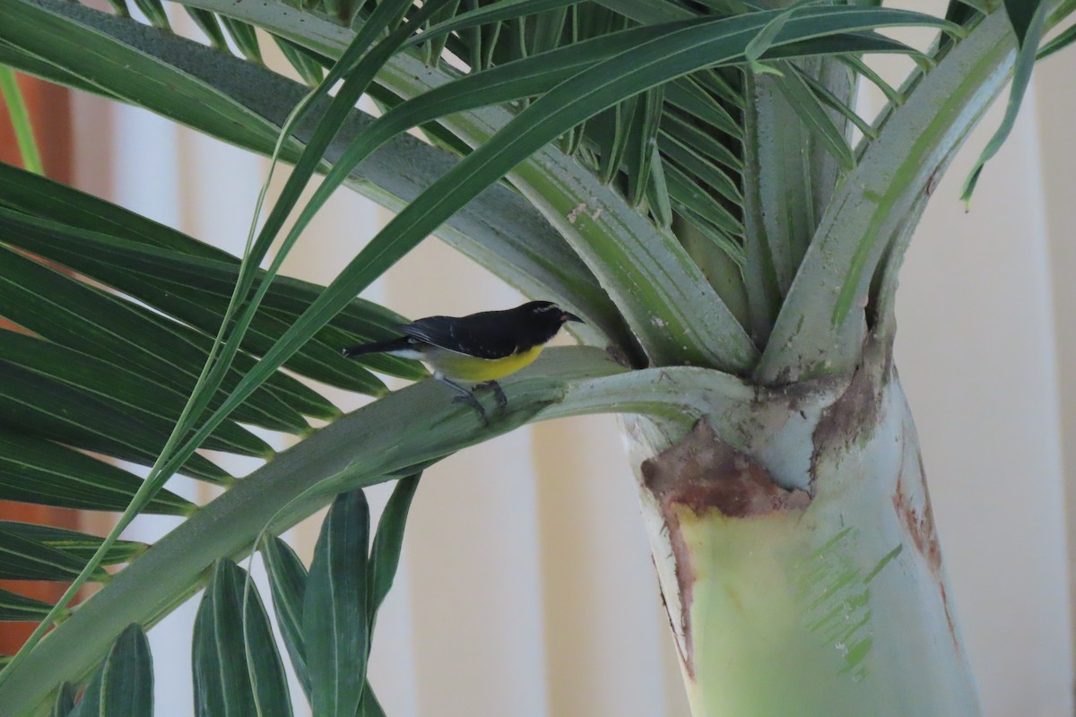 Bananaquit - ML625572856