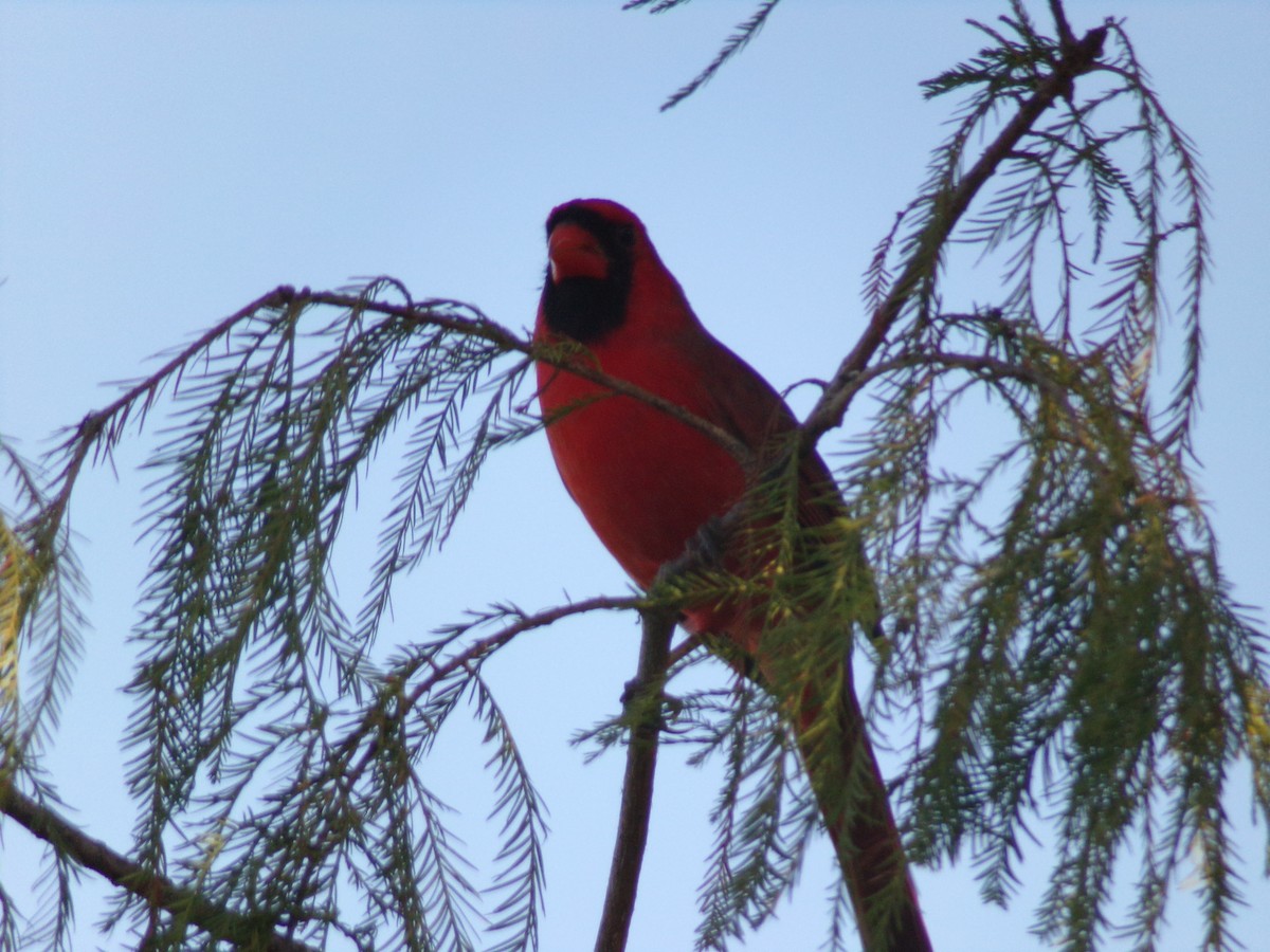 Northern Cardinal - Texas Bird Family