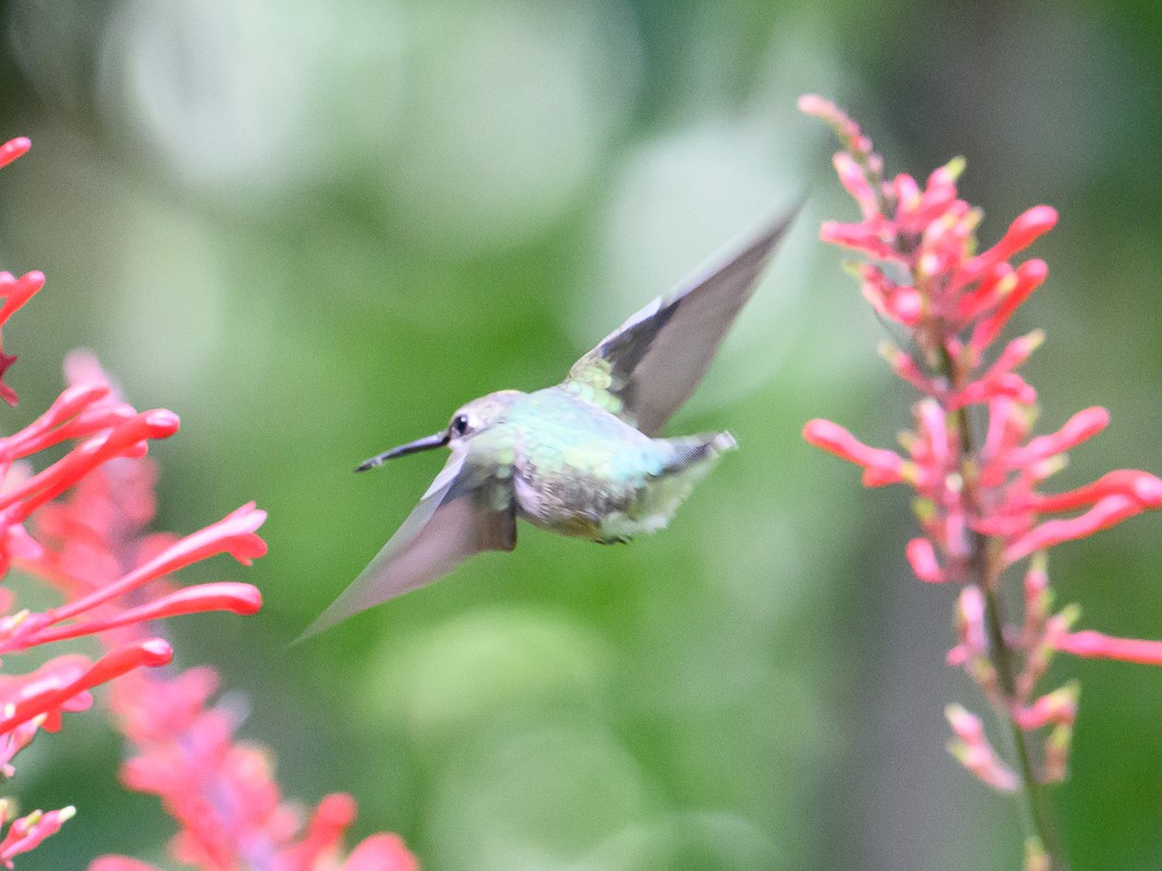 Ruby-throated Hummingbird - ML625572918