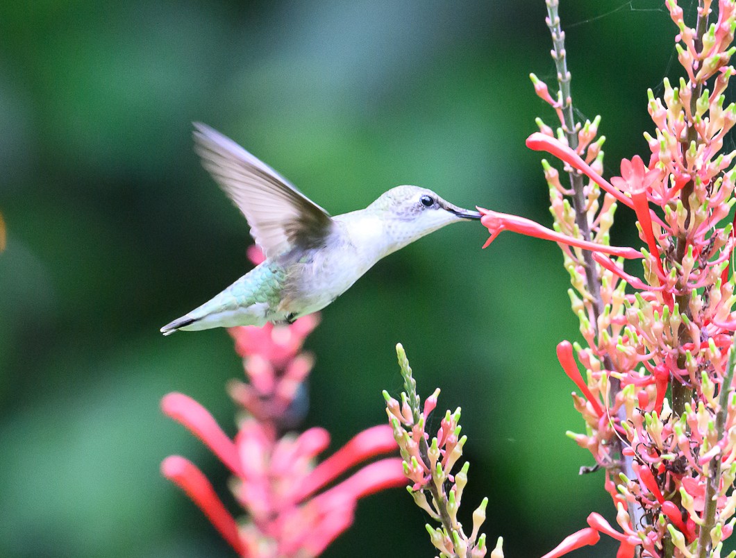 Ruby-throated Hummingbird - ML625572919