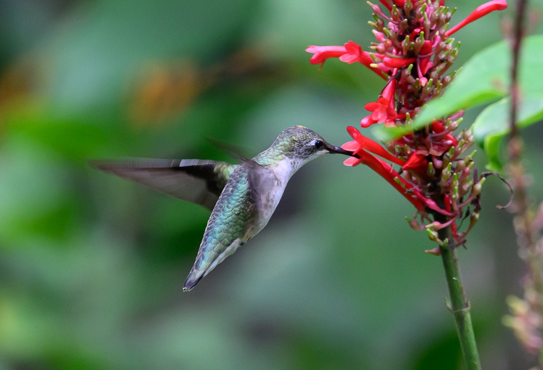 Ruby-throated Hummingbird - ML625572920