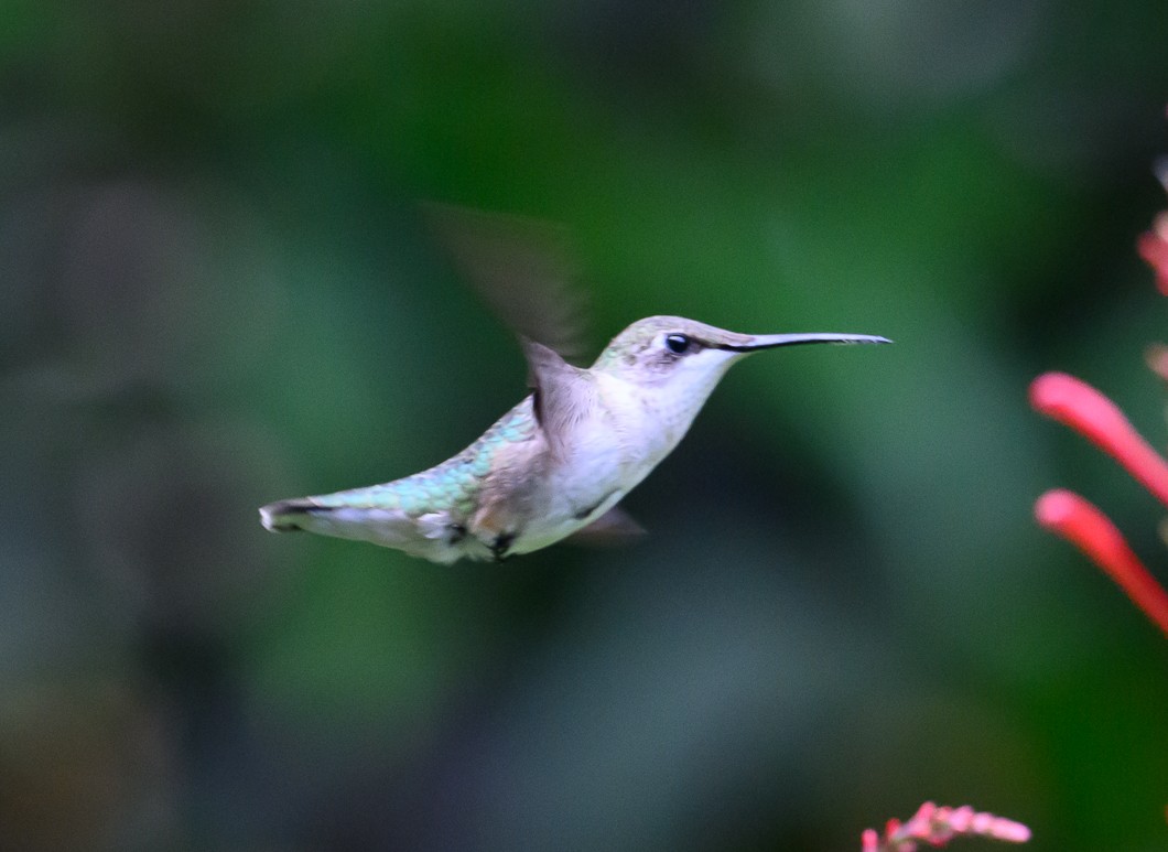 Ruby-throated Hummingbird - ML625572921