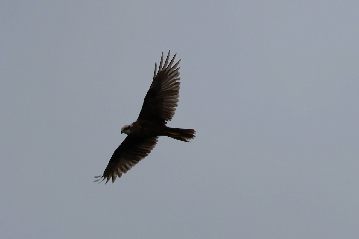 Western Marsh Harrier - howard  taffs