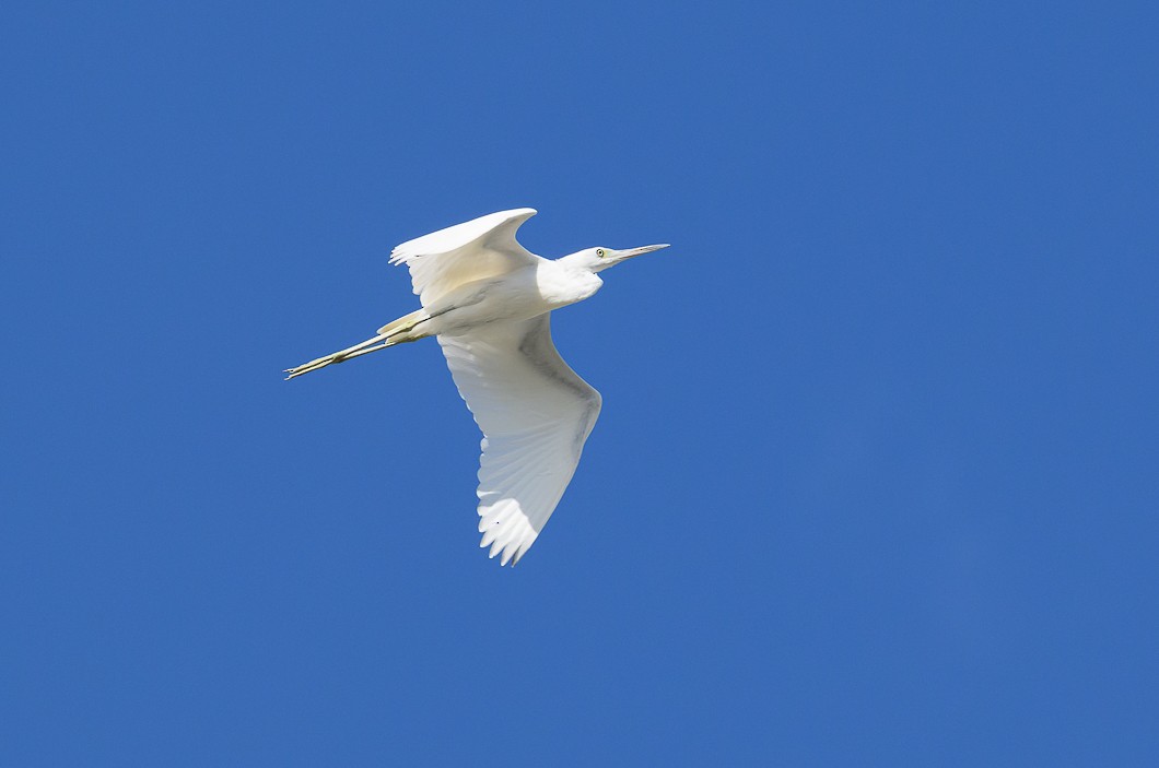 Great Egret - ML625572983