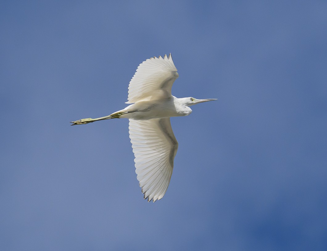 Great Egret - ML625572984