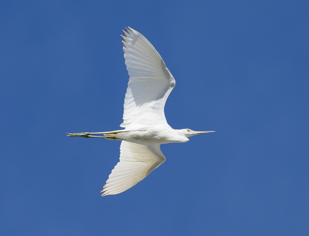 Great Egret - ML625572985