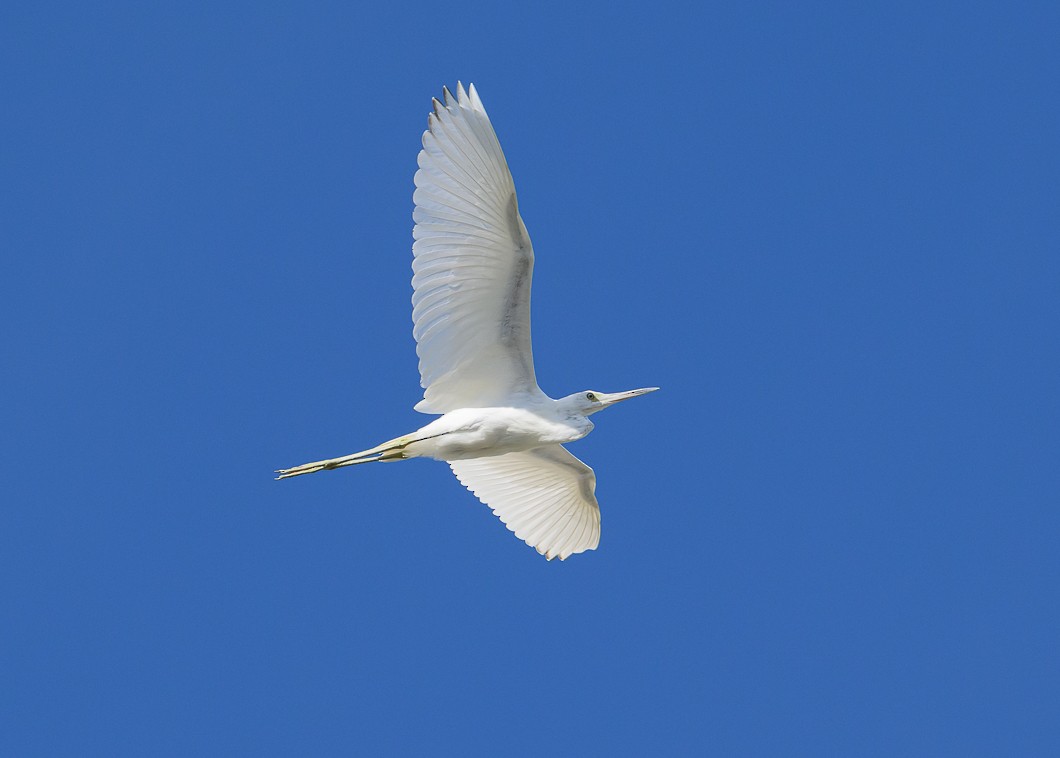 Great Egret - ML625572986