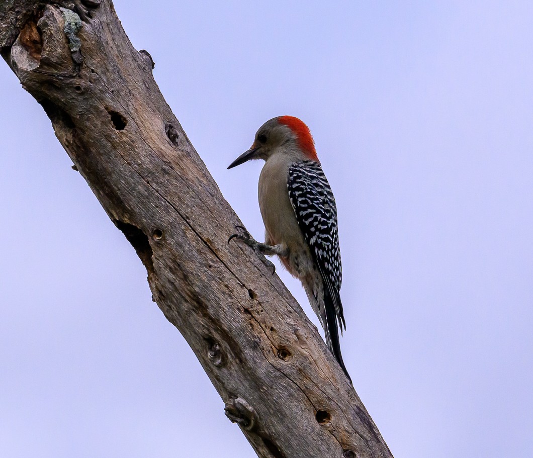 Red-bellied Woodpecker - ML625573004