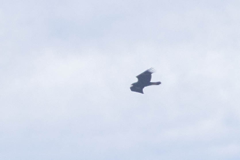 Golden Eagle - ML625573087