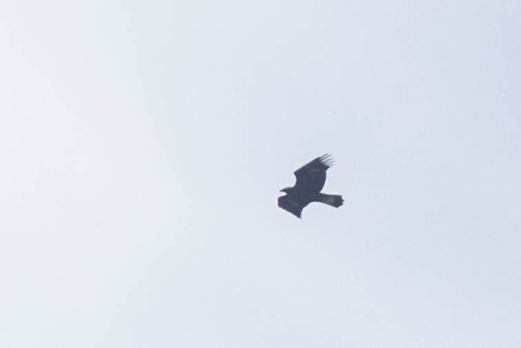 Golden Eagle - ML625573088
