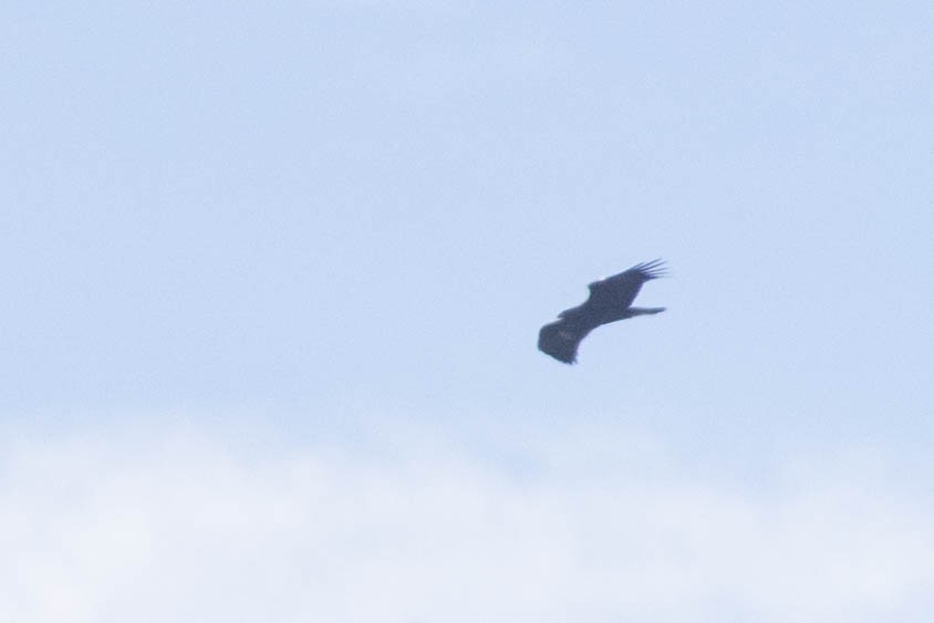 Golden Eagle - ML625573089