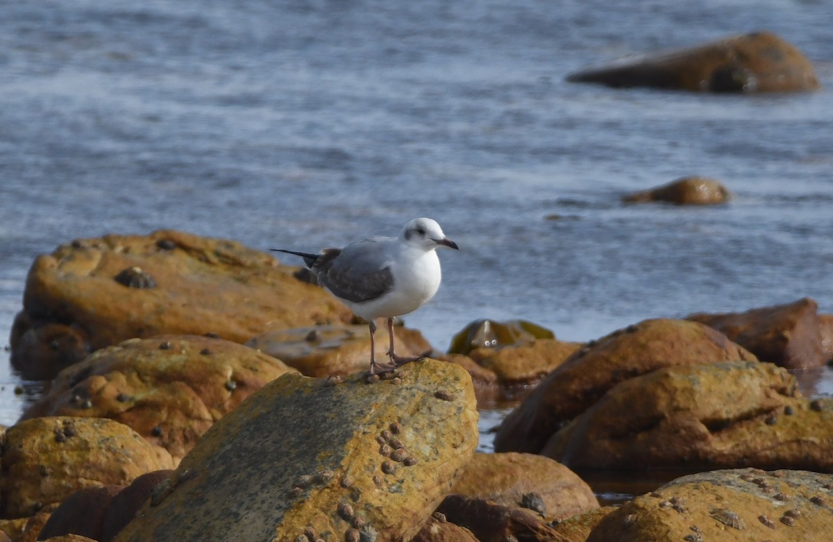 Gray-hooded Gull - ML625573095