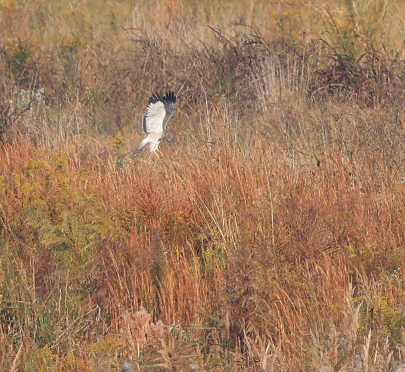 Northern Harrier - David Gibson