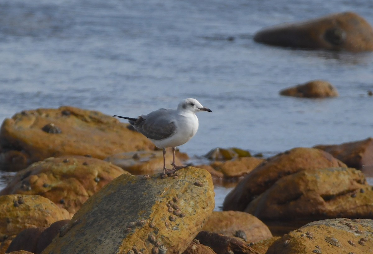 Gray-hooded Gull - ML625573109