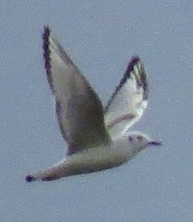 Bonaparte's Gull - ML625573121