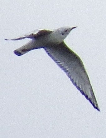 Bonaparte's Gull - ML625573122