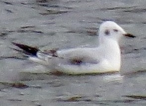 Bonaparte's Gull - ML625573123