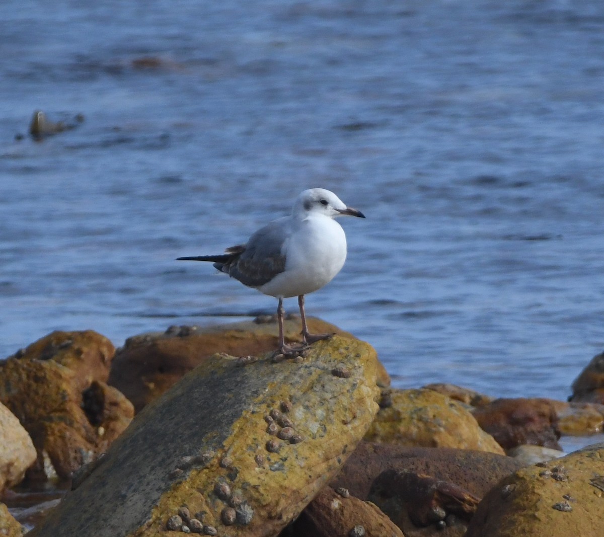 Gray-hooded Gull - ML625573135