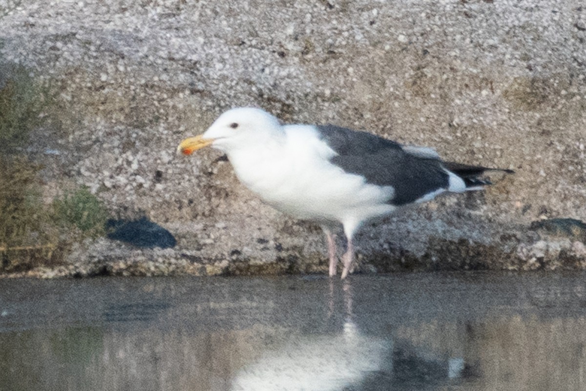 Western Gull - ML625573230