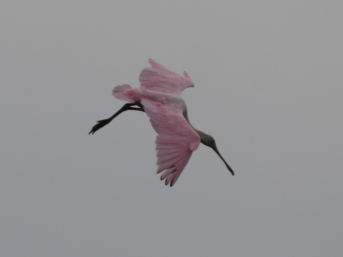 Roseate Spoonbill - ML625573240