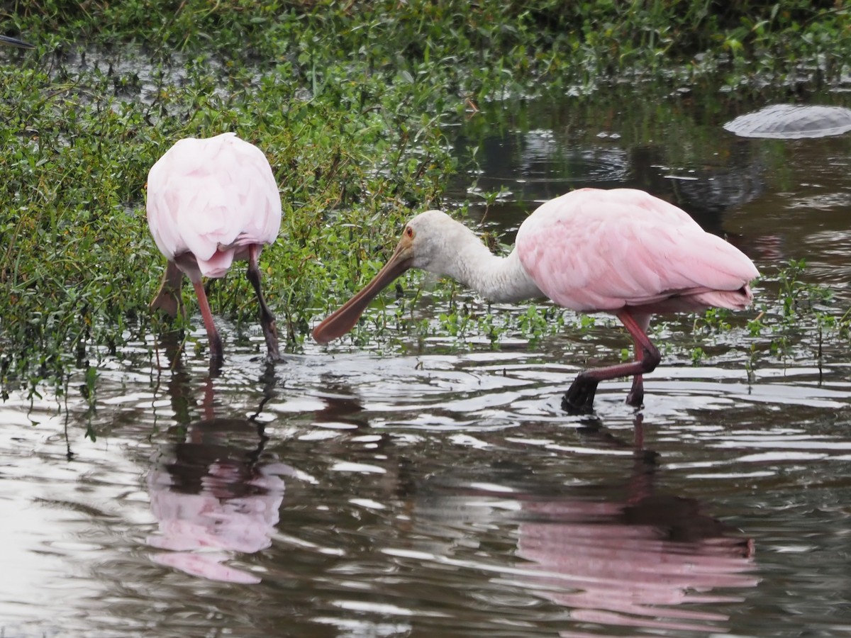 Roseate Spoonbill - ML625573241