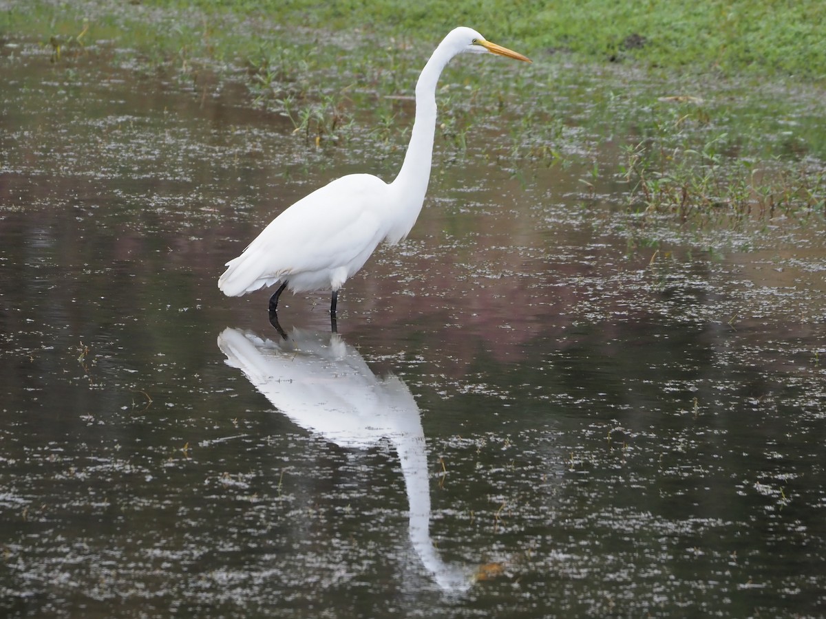 Great Egret - Richard Kaskan