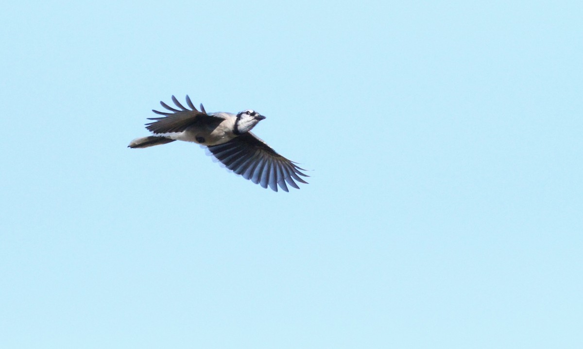 Blue Jay - Simon Davies