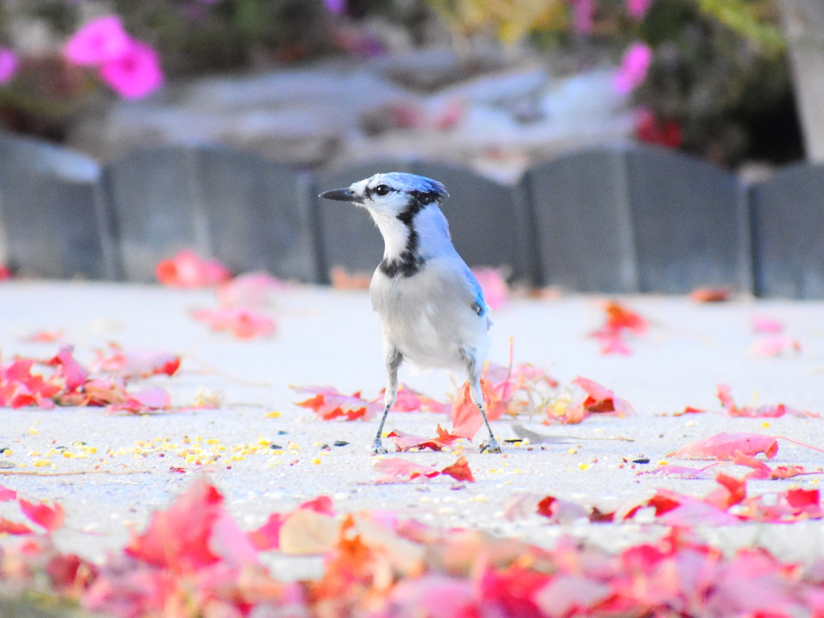 Blue Jay - Brandi Craiglow