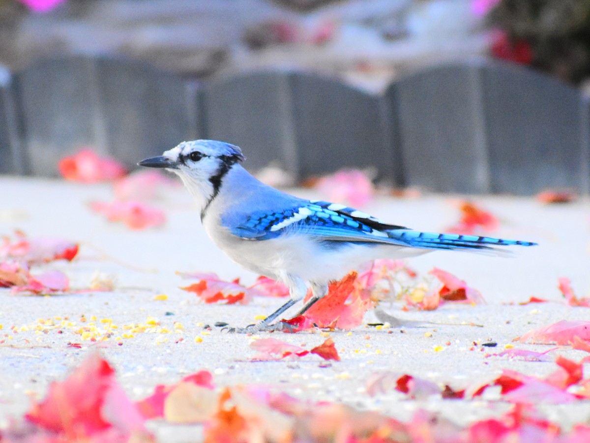 Blue Jay - ML625573353