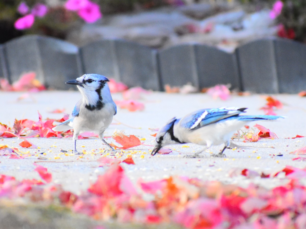 Blue Jay - ML625573356